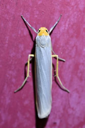 Réf. 304 145 : Eilema caniola